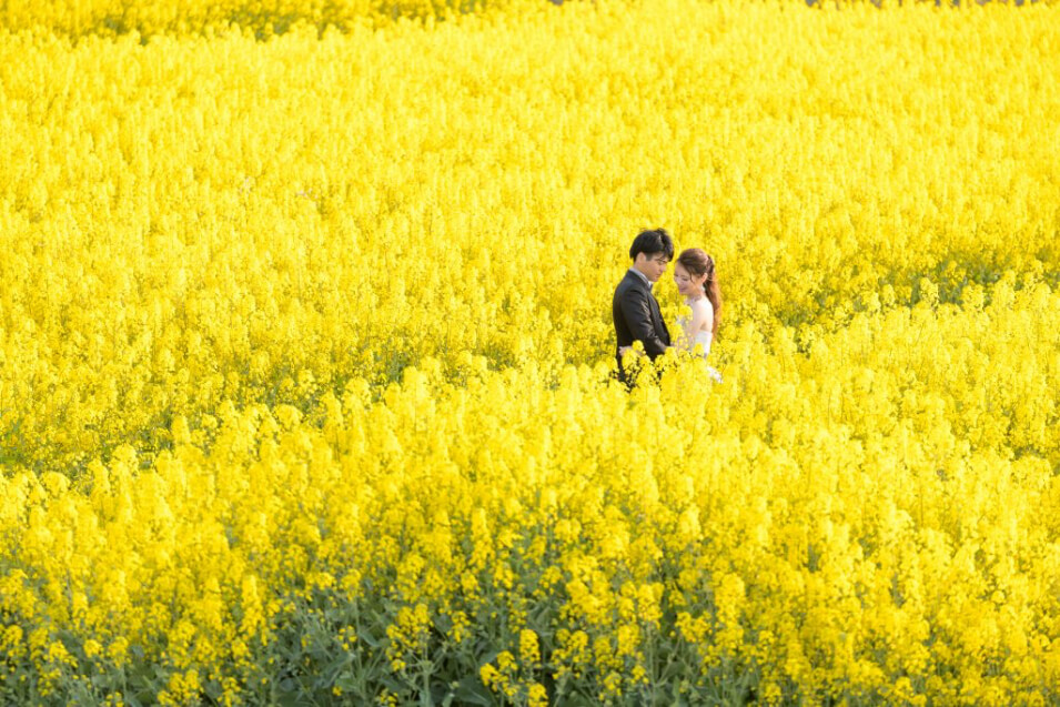 前撮り写真：菜の花畑