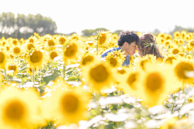 前撮りイメージ：ドレス　ひまわり畑
