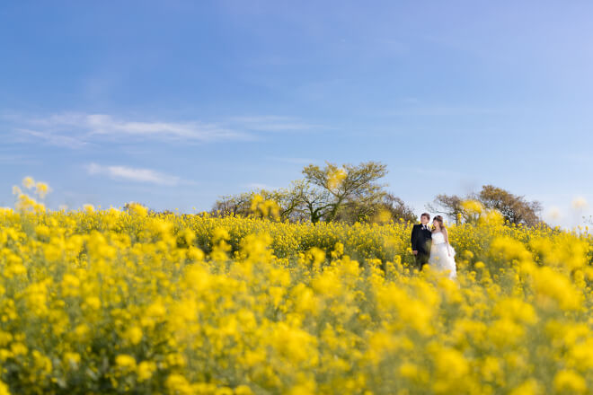 撮影イメージ：菜の花畑