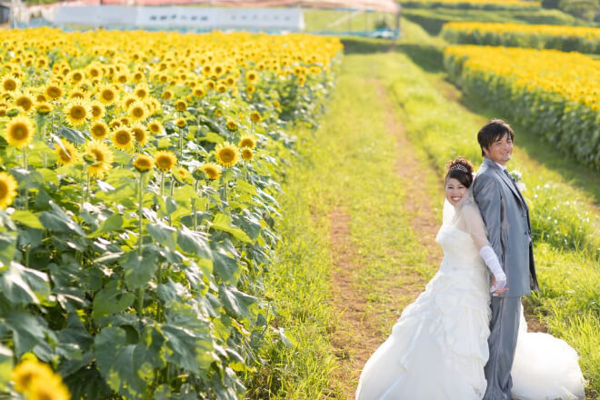 撮影イメージ：ひまわり畑